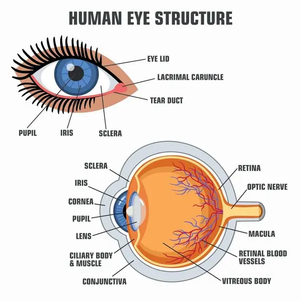 SightFresh Vision Support Supplement