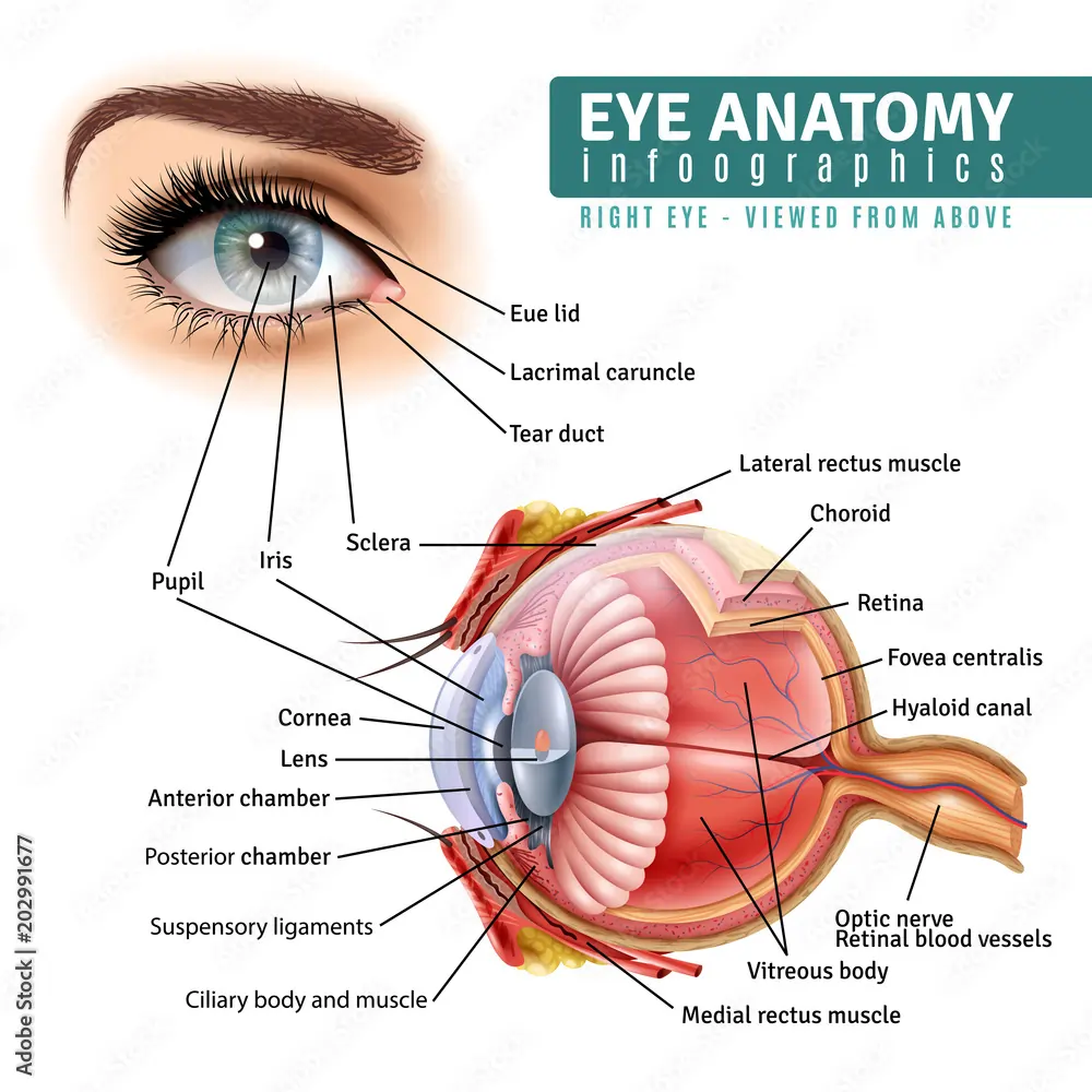 SightFresh Supplement